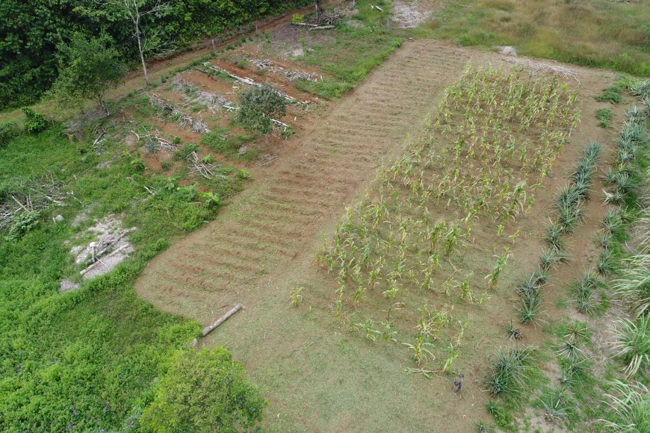 Hope Garden, Sarapiqui, We Connect You With The Sarapiqui Tropical Forest Eksteriør bilde