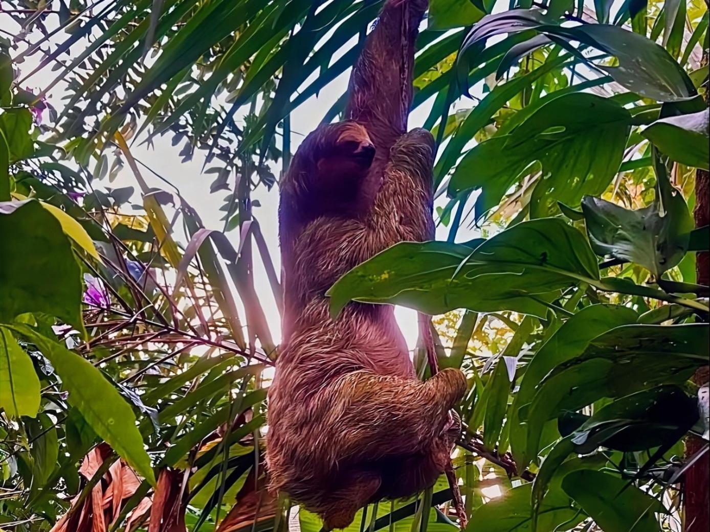 Hope Garden, Sarapiqui, We Connect You With The Sarapiqui Tropical Forest Eksteriør bilde