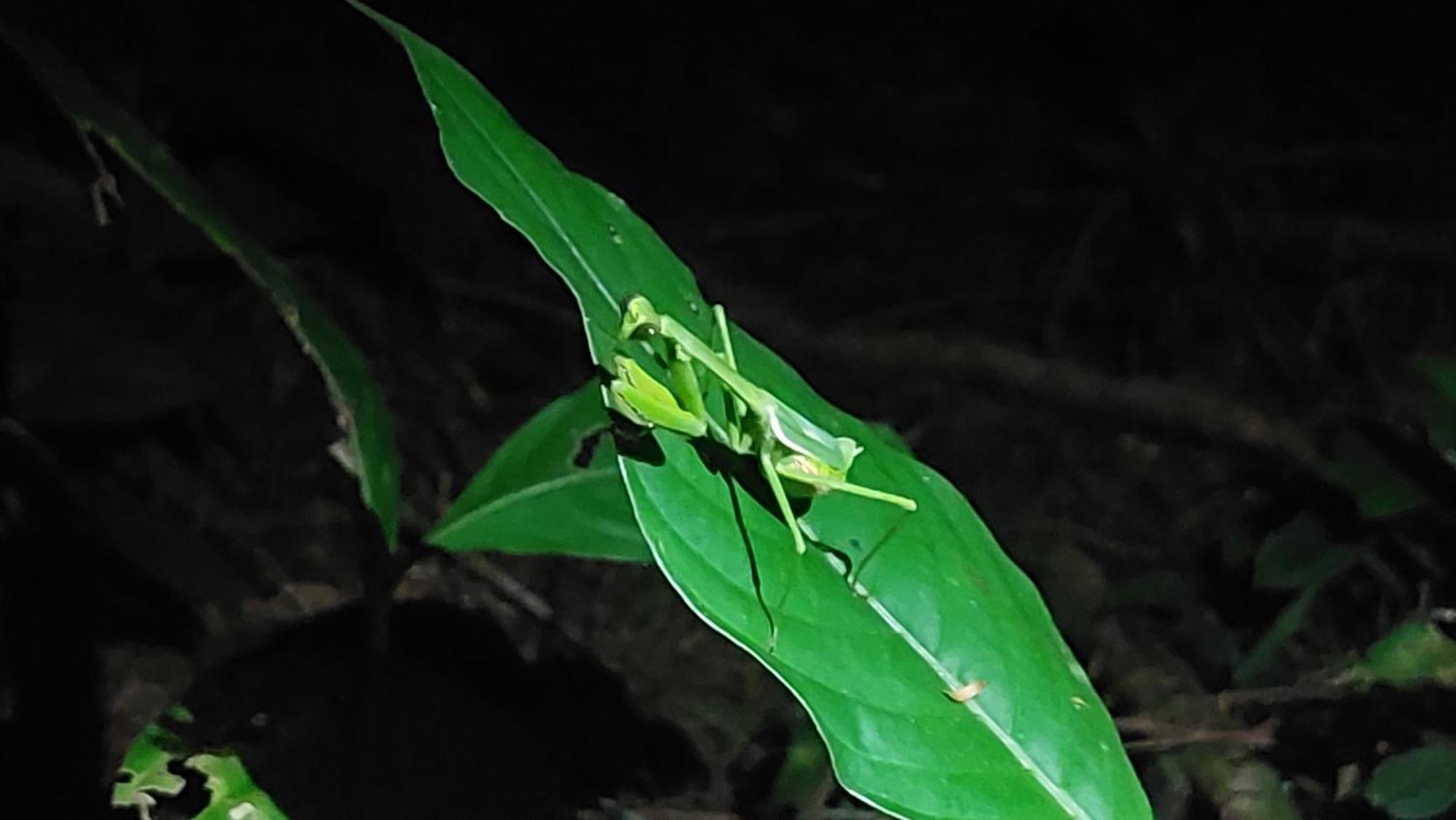 Hope Garden, Sarapiqui, We Connect You With The Sarapiqui Tropical Forest Eksteriør bilde