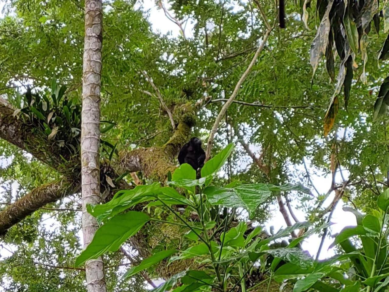 Hope Garden, Sarapiqui, We Connect You With The Sarapiqui Tropical Forest Eksteriør bilde