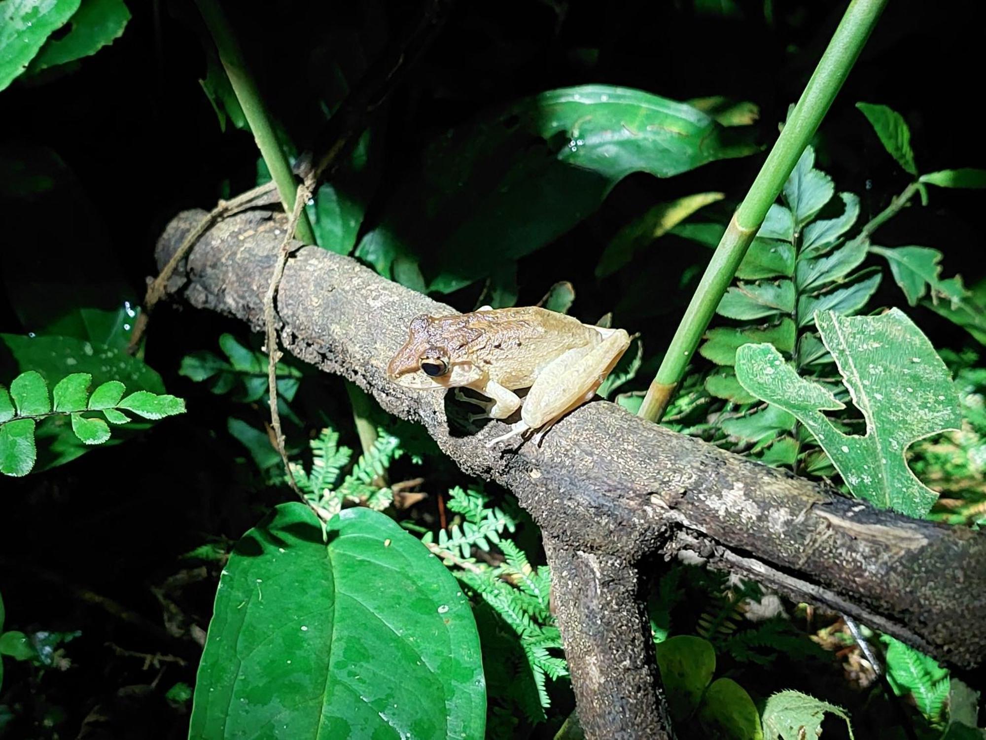 Hope Garden, Sarapiqui, We Connect You With The Sarapiqui Tropical Forest Eksteriør bilde