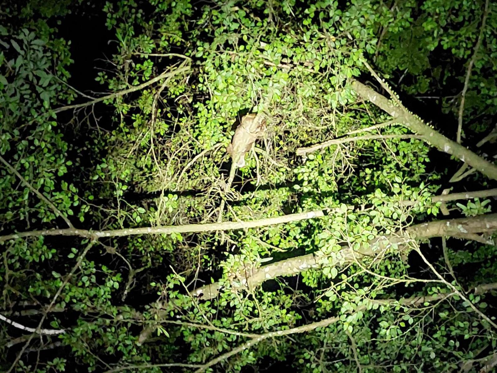 Hope Garden, Sarapiqui, We Connect You With The Sarapiqui Tropical Forest Eksteriør bilde