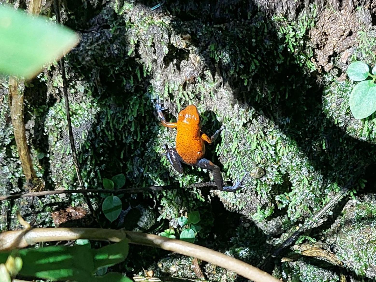 Hope Garden, Sarapiqui, We Connect You With The Sarapiqui Tropical Forest Eksteriør bilde