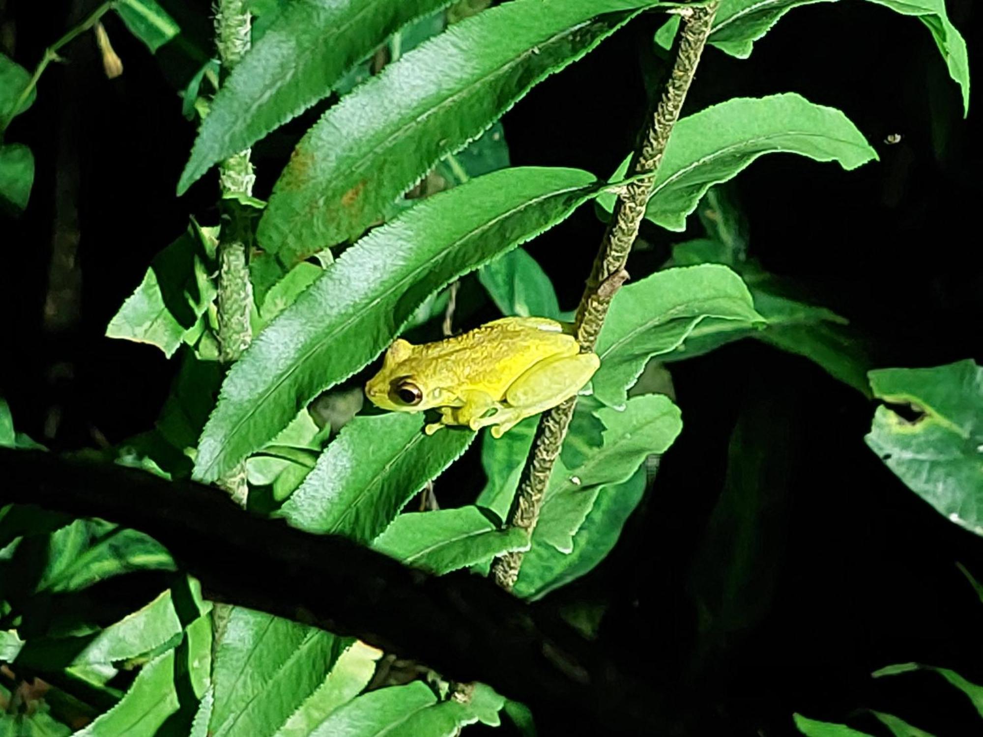 Hope Garden, Sarapiqui, We Connect You With The Sarapiqui Tropical Forest Eksteriør bilde