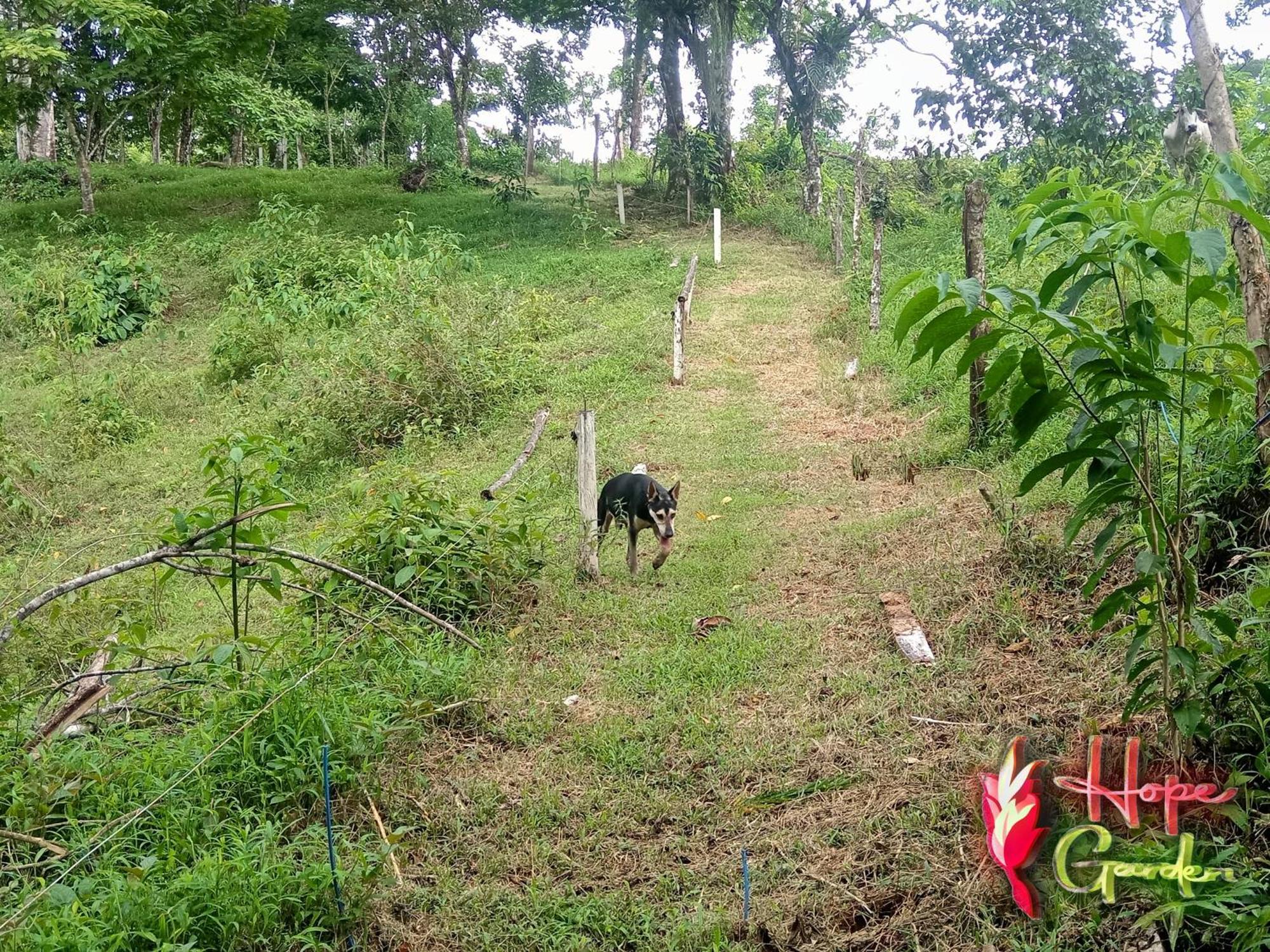 Hope Garden, Sarapiqui, We Connect You With The Sarapiqui Tropical Forest Eksteriør bilde